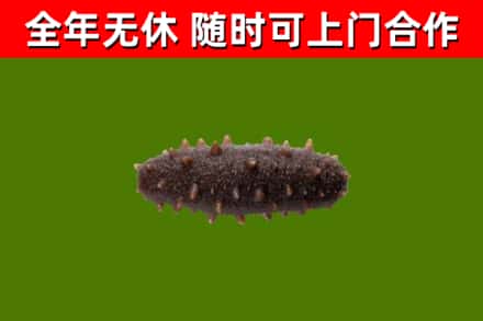 崇礼区回收海参干